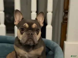 French Bulldog dogs Charlie - Ad 5