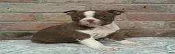 Boston Terrier dogs for sale: Connor  - Ad 4