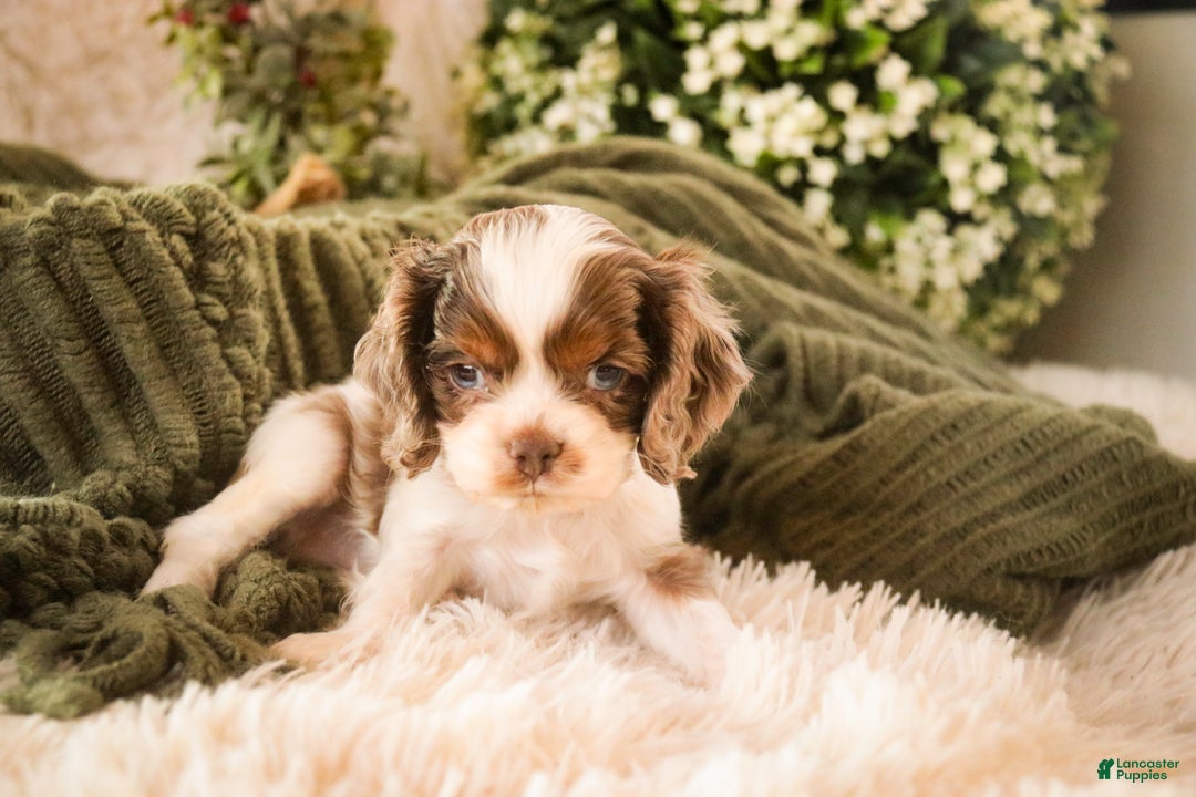Cocker Spaniel dogs for sale: Graham - Ad 7