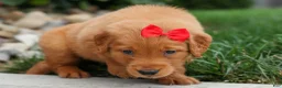Golden Retriever dogs for sale: Quinton💙 - Ad 3