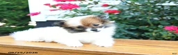Pomeranian dogs for sale: Karma - Ad 3