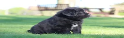Newfoundland dogs for sale: Sailor - Ad 4