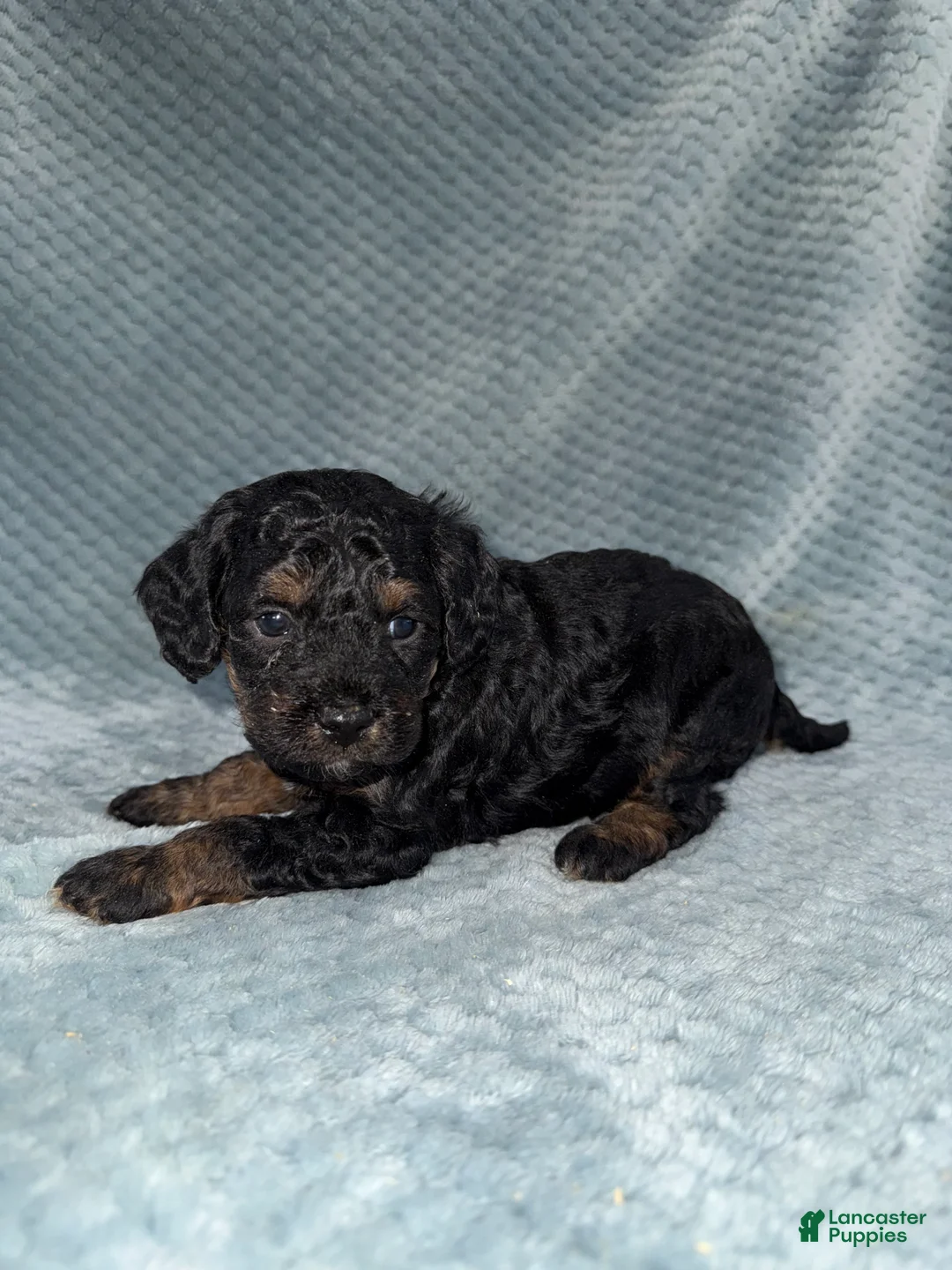 Cavapoo dogs for sale: Cavapoo Puppy 5 - Ad 1