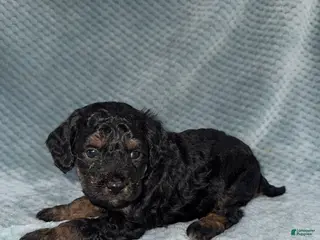 Cavapoo dogs Cavapoo Puppy 5 - Ad 13