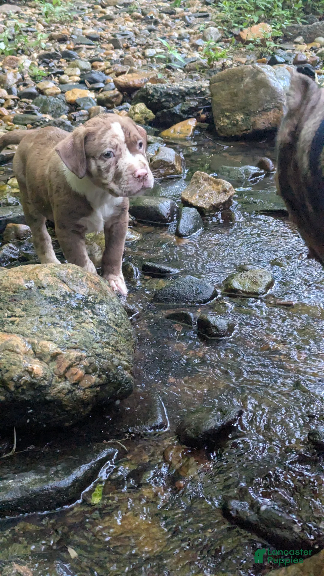 American Bully dogs for sale: Mr. Freckles - Ad 1