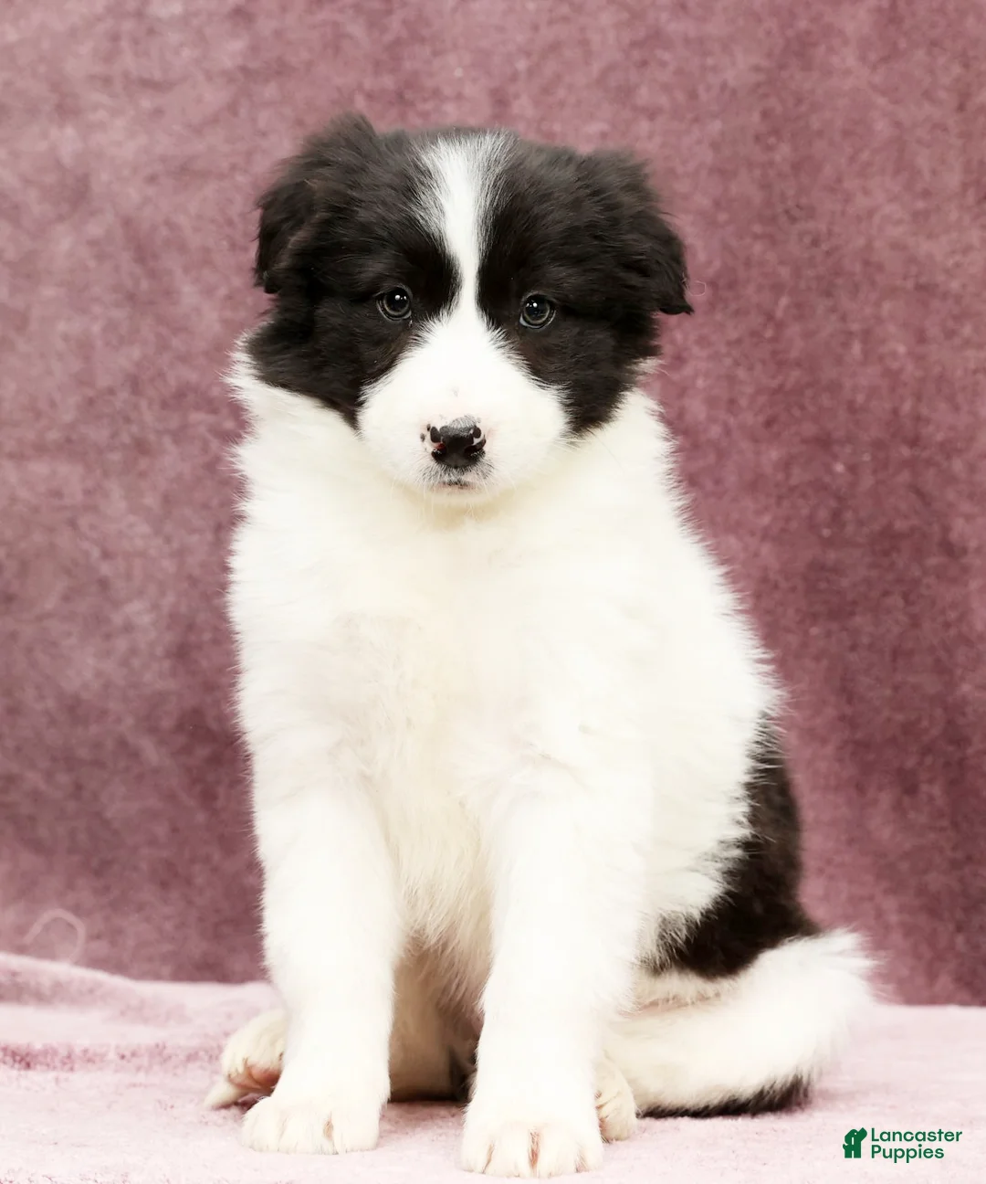 Border Collie dogs for sale: Daisy - Ad 5
