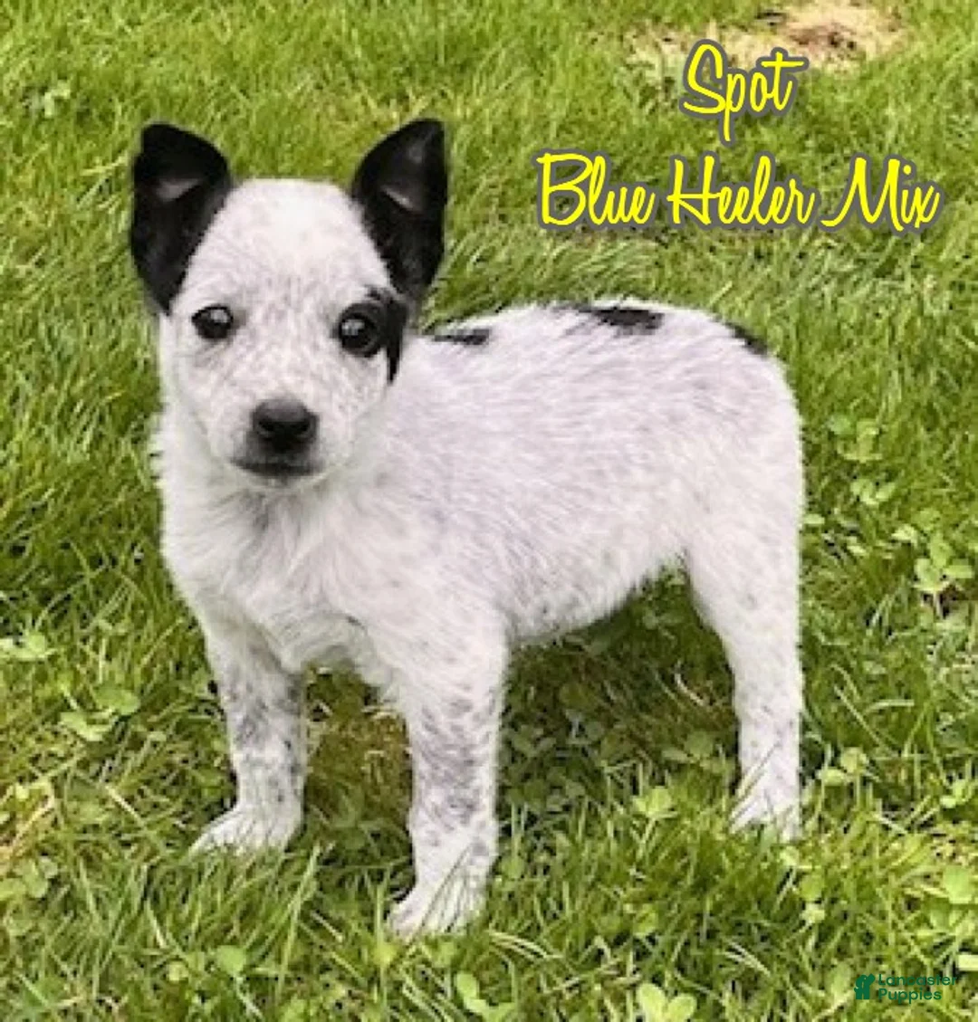 Mixed Breed dogs for sale: Spot - Ad 1