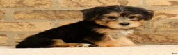 Yochon dogs for sale: Jasper - Ad 3