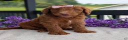 Goldendoodle dogs for sale: Miss Ellie - Ad 5
