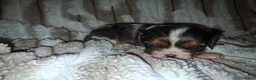Cavalier King Charles Spaniel dogs for sale: Kala - Ad 4