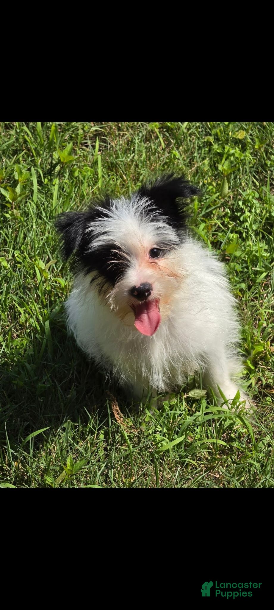 Mixed Breed dogs Oreo - Ad 1