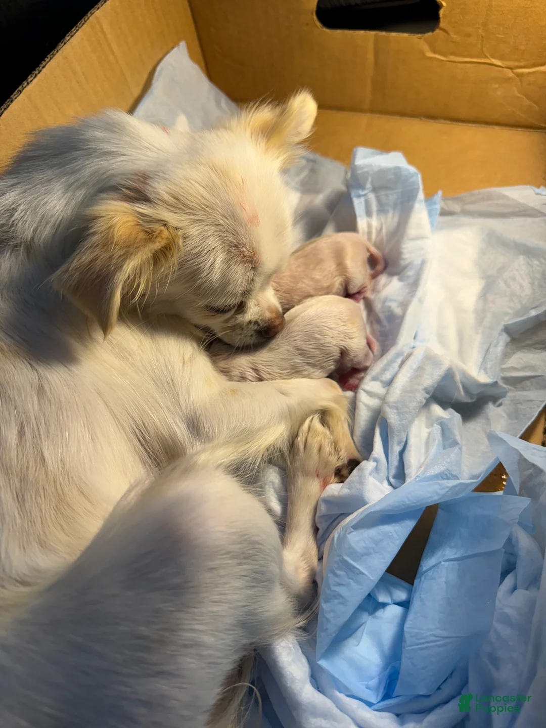 Chihuahua dogs for sale: Ice - Ad 2