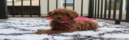 Miniature Poodle dogs for sale: Sally - Ad 6