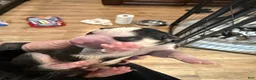 Siberian Husky dogs for sale: Princess Nimue - Ad 5