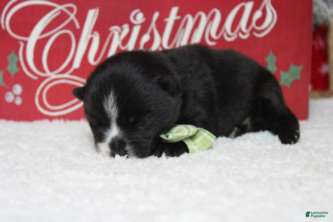 Pomsky dogs for sale: Luey  - Ad 4