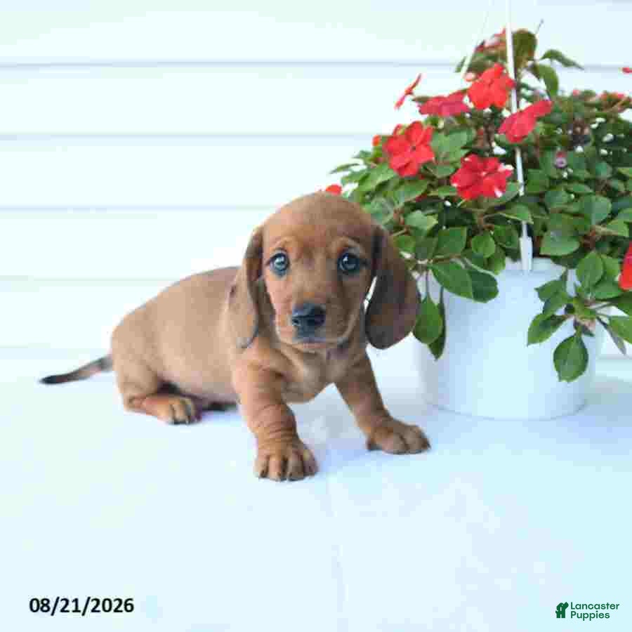 Miniature Dachshund dogs Barney - Ad 1