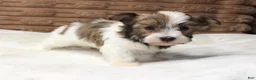 Havanese dogs for sale: Copper - Ad 3