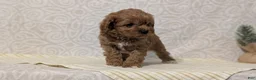 Cavapoo dogs for sale: Romeo - Ad 6
