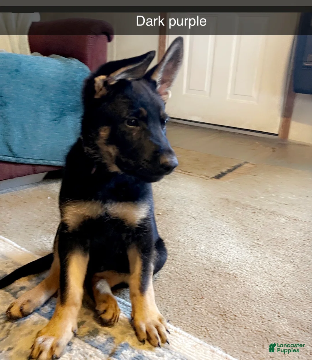 German Shepherd dogs for sale: German Shepherd Puppy 1 light blue  - Ad 1