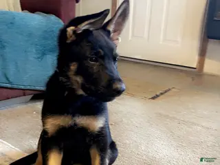 German Shepherd dogs German Shepherd Puppy 1 light blue - Ad 34