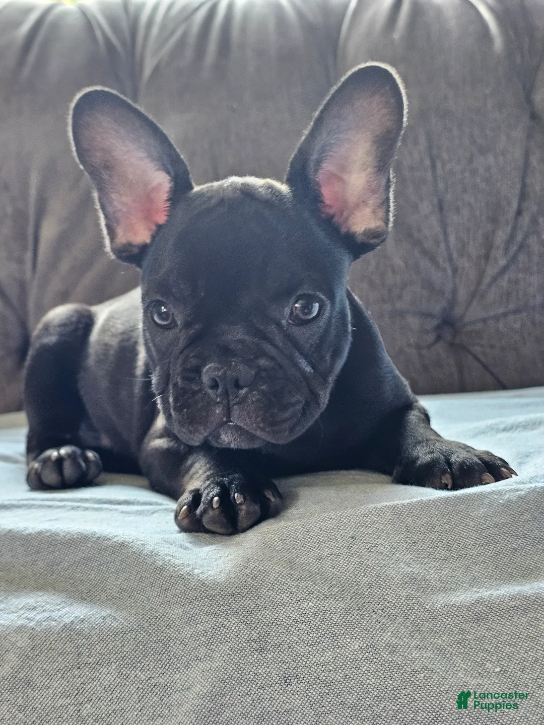 French Bulldog dogs for sale: Gus - Ad 1