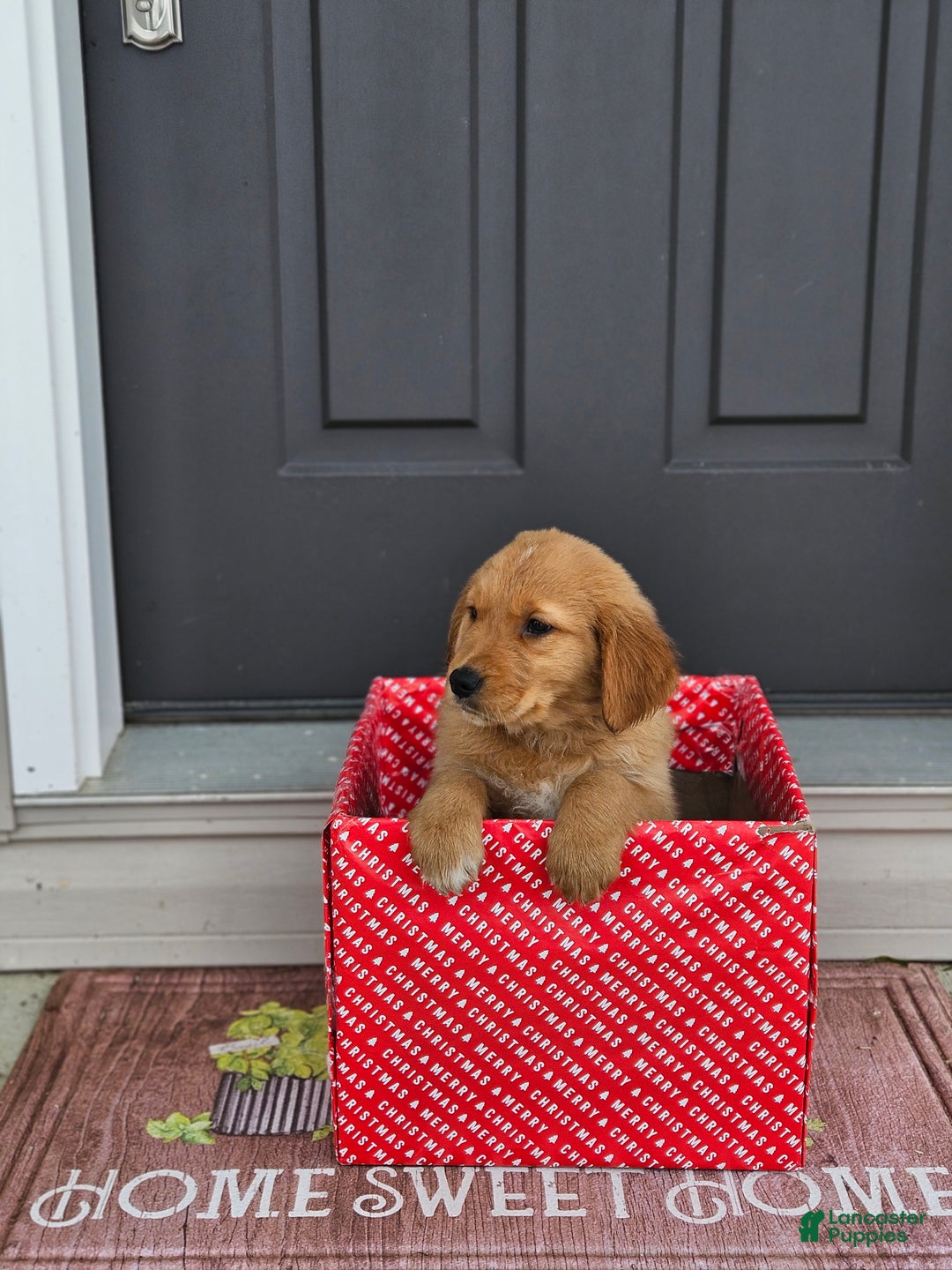 Golden Retriever dogs for sale: Milo - Ad 5