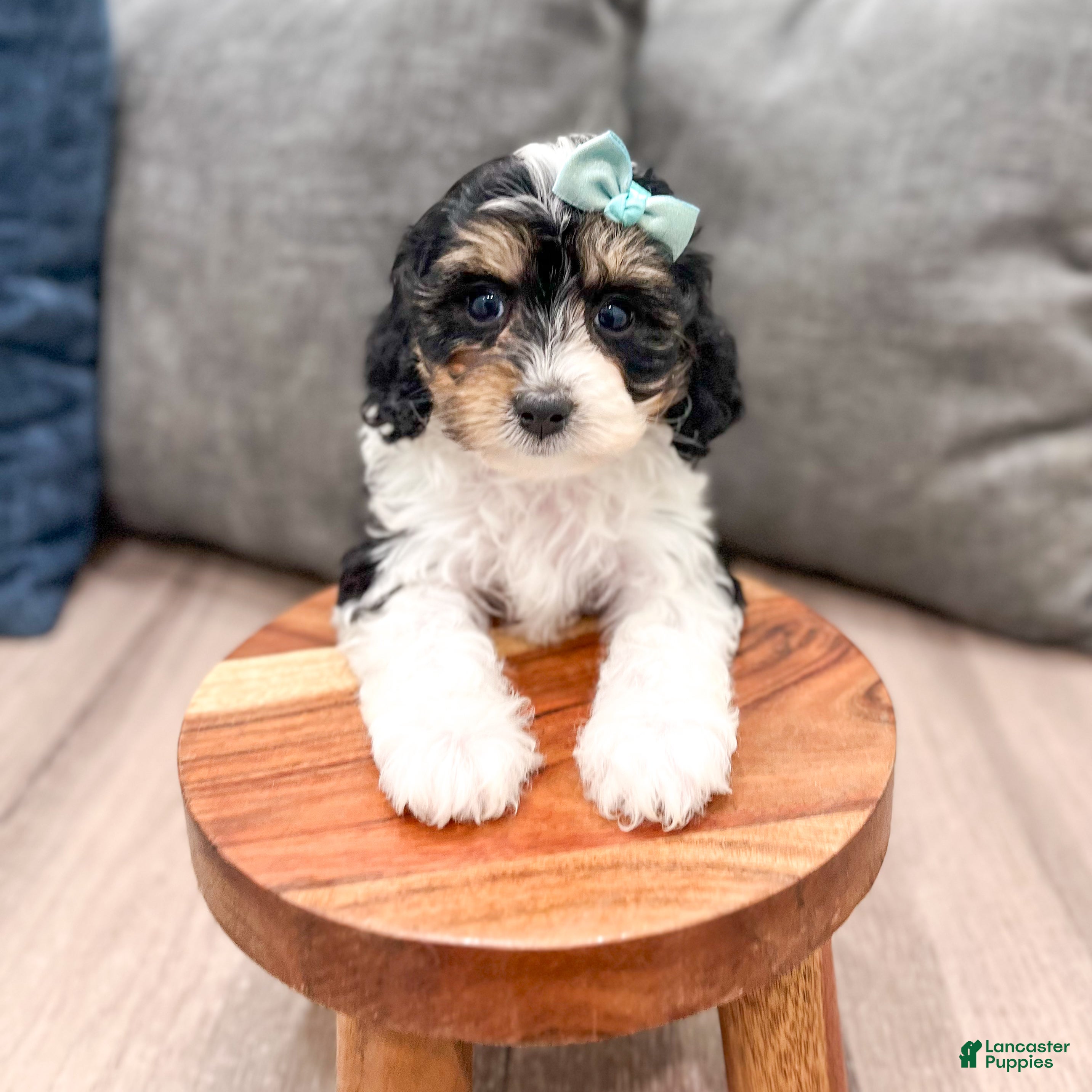 Cavapoo dogs Luna - Ad 2