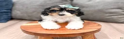 Cavapoo dogs for sale: Luna - Ad 2