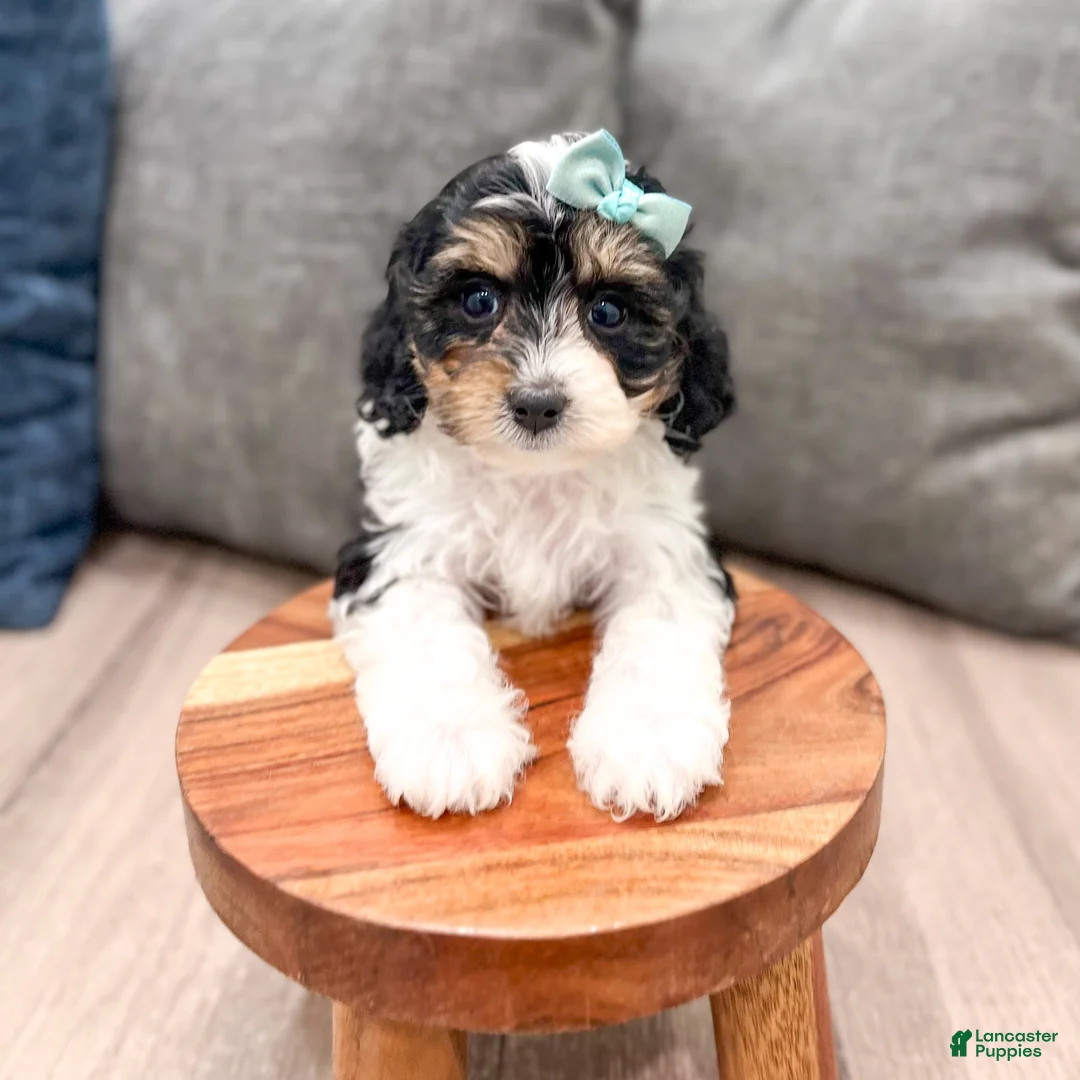 Cavapoo dogs for sale: Luna - Ad 2