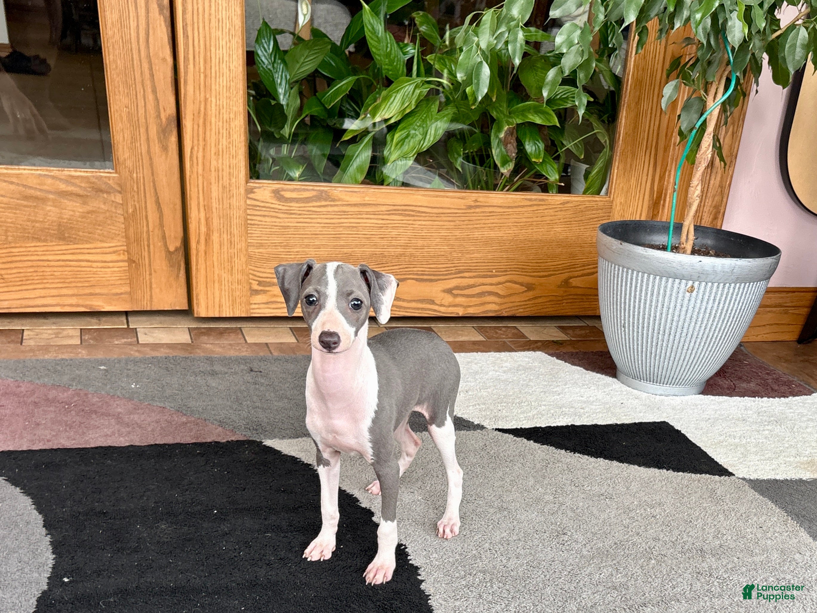 Italian Greyhound dogs Sydney  - Ad 1