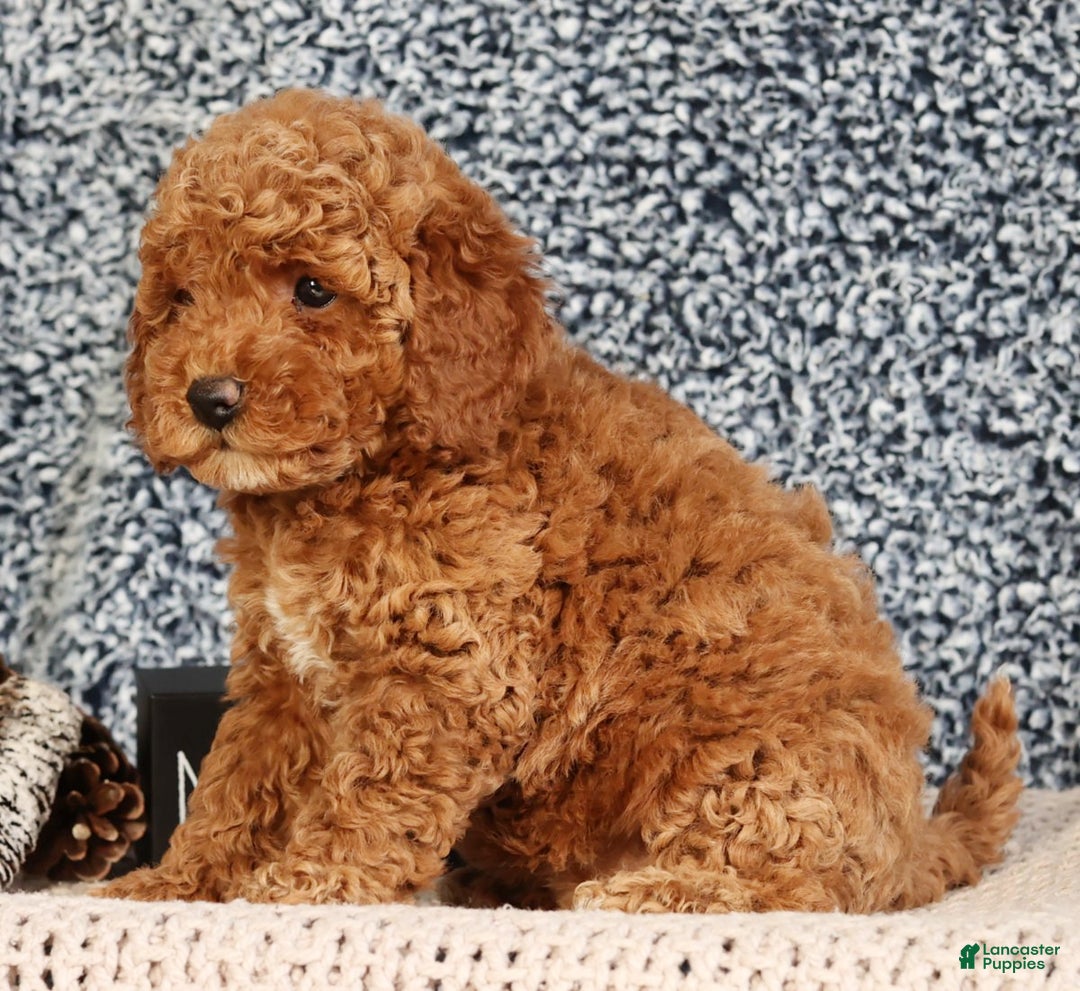 Mini Goldendoodle dogs for sale: Giselle - Ad 8