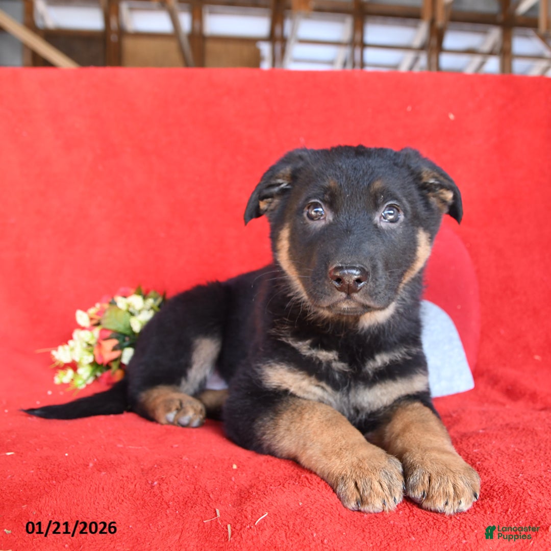 German Shepherd dogs for sale: Jane - Ad 4