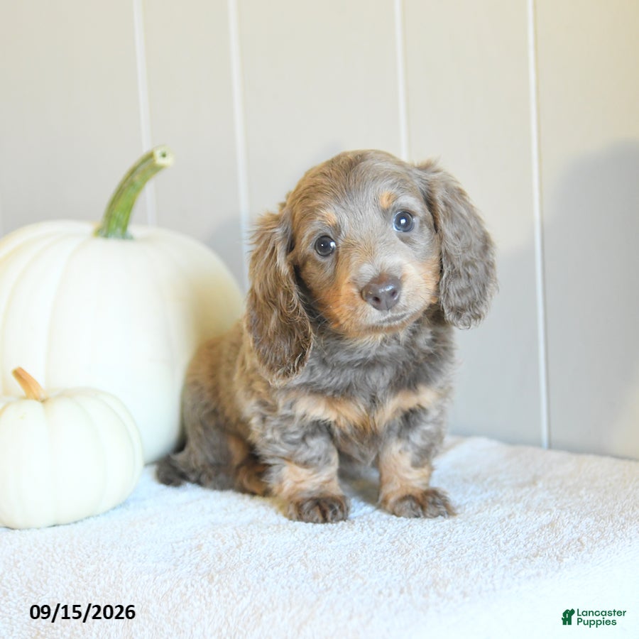 Miniature Dachshund dogs Chloe - Ad 1