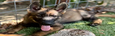 German Shepherd 1