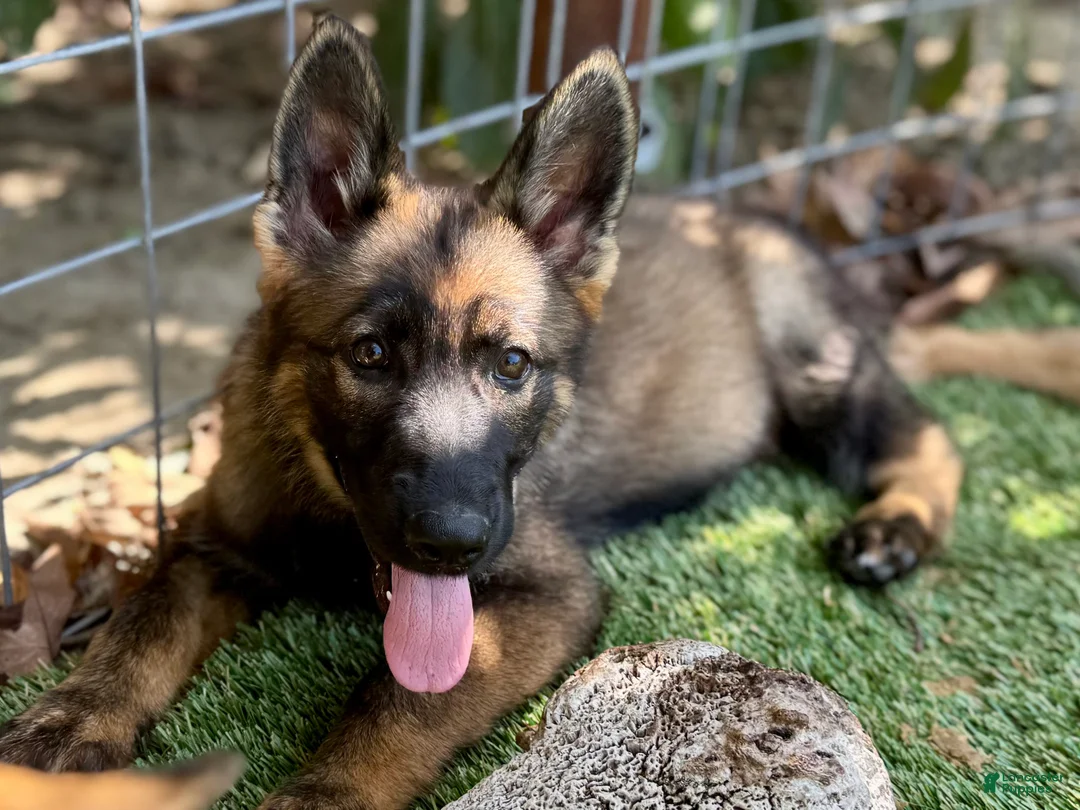 German Shepherd dogs for sale: German Shepherd 1 - Ad 1