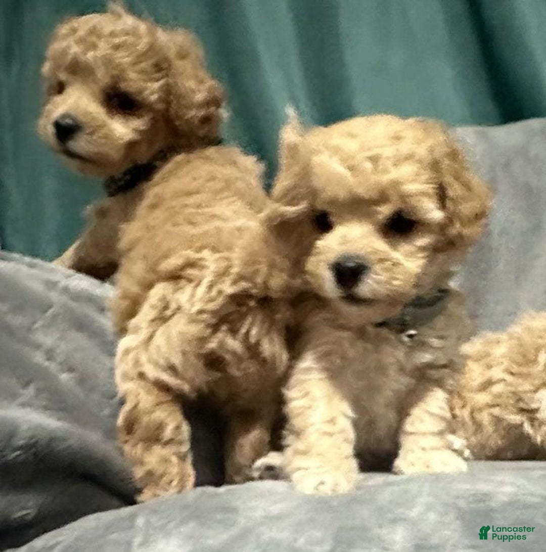 Maltipoo dogs for sale: Sam - Ad 13