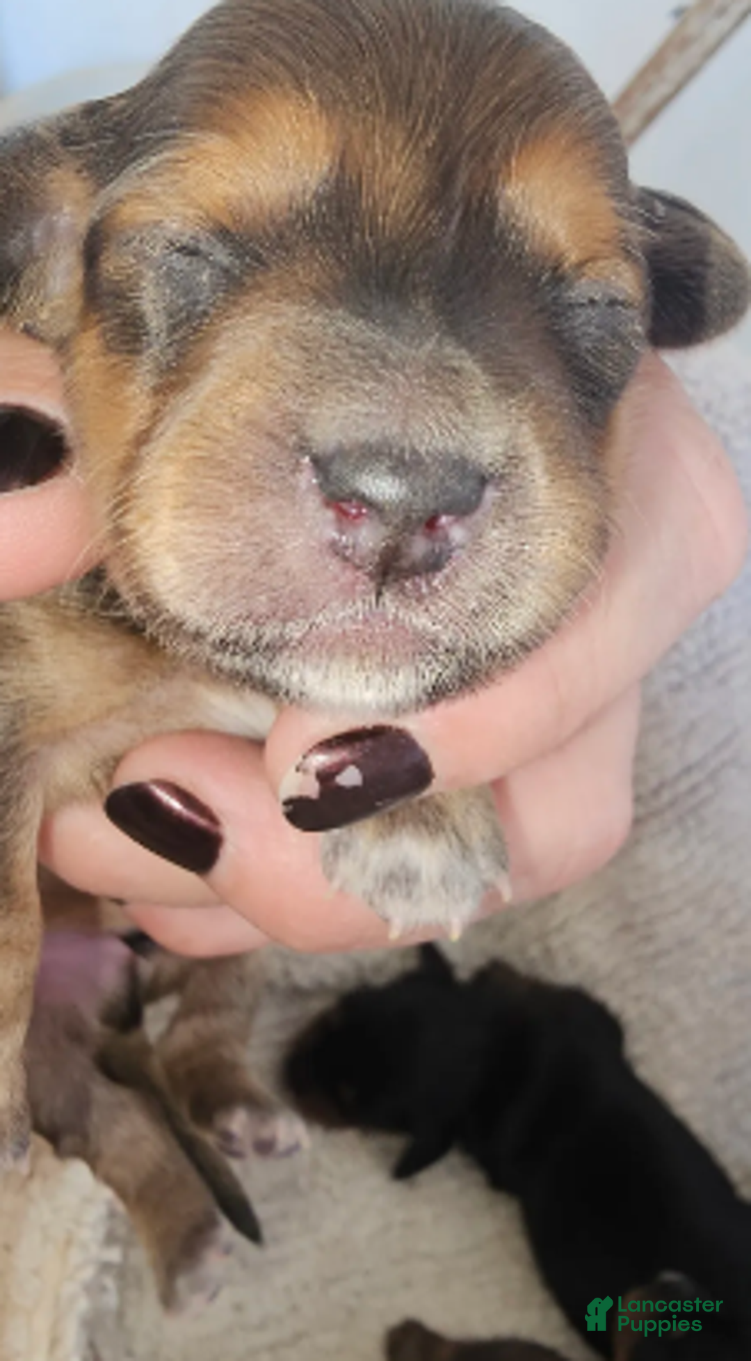 Miniature Dachshund dogs for sale: Duce Long haired - Ad 1