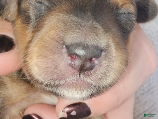 Miniature Dachshund dogs Duce Long haired - Ad 38