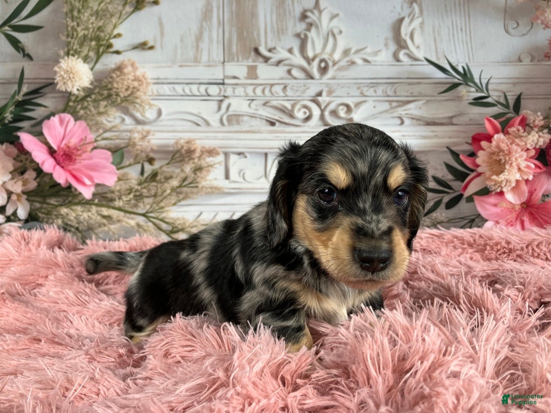 Miniature Dachshund dogs for sale: AKC-Rolo - Ad 2