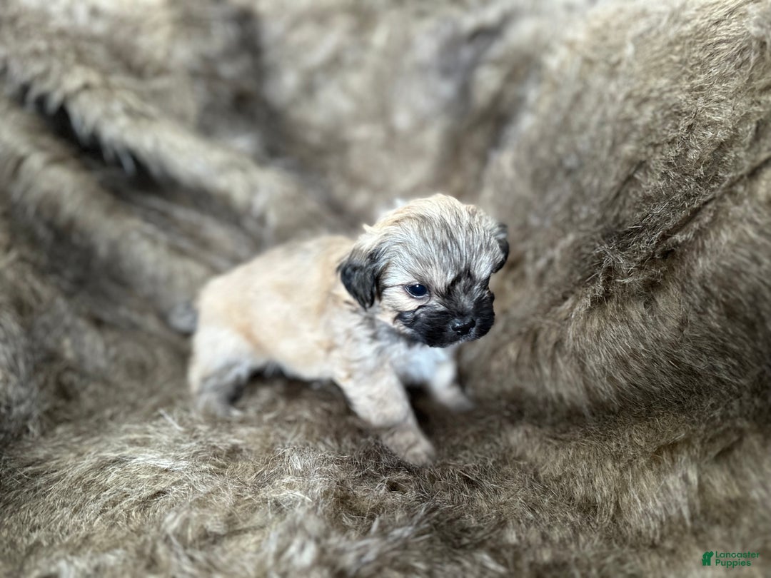 Mixed Breed dogs for sale: Theo - Ad 2