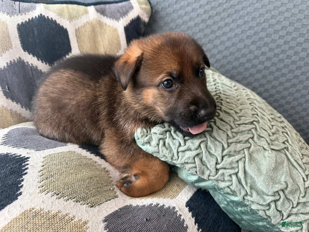 German Shepherd dogs for sale: German Shepherd Puppy 5-Yellow - Ad 1