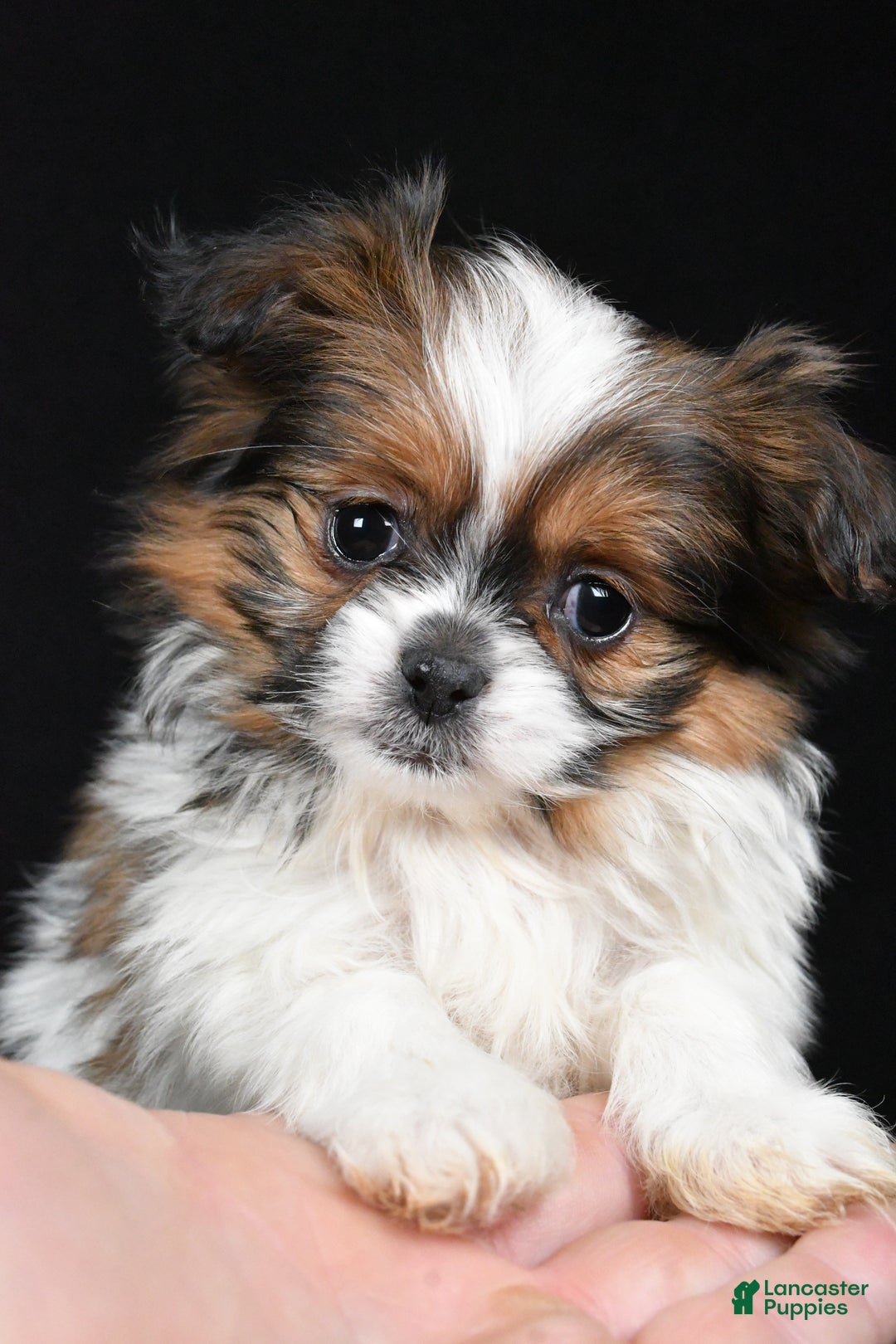 Mixed Breed dogs for sale: Anson - Ad 9