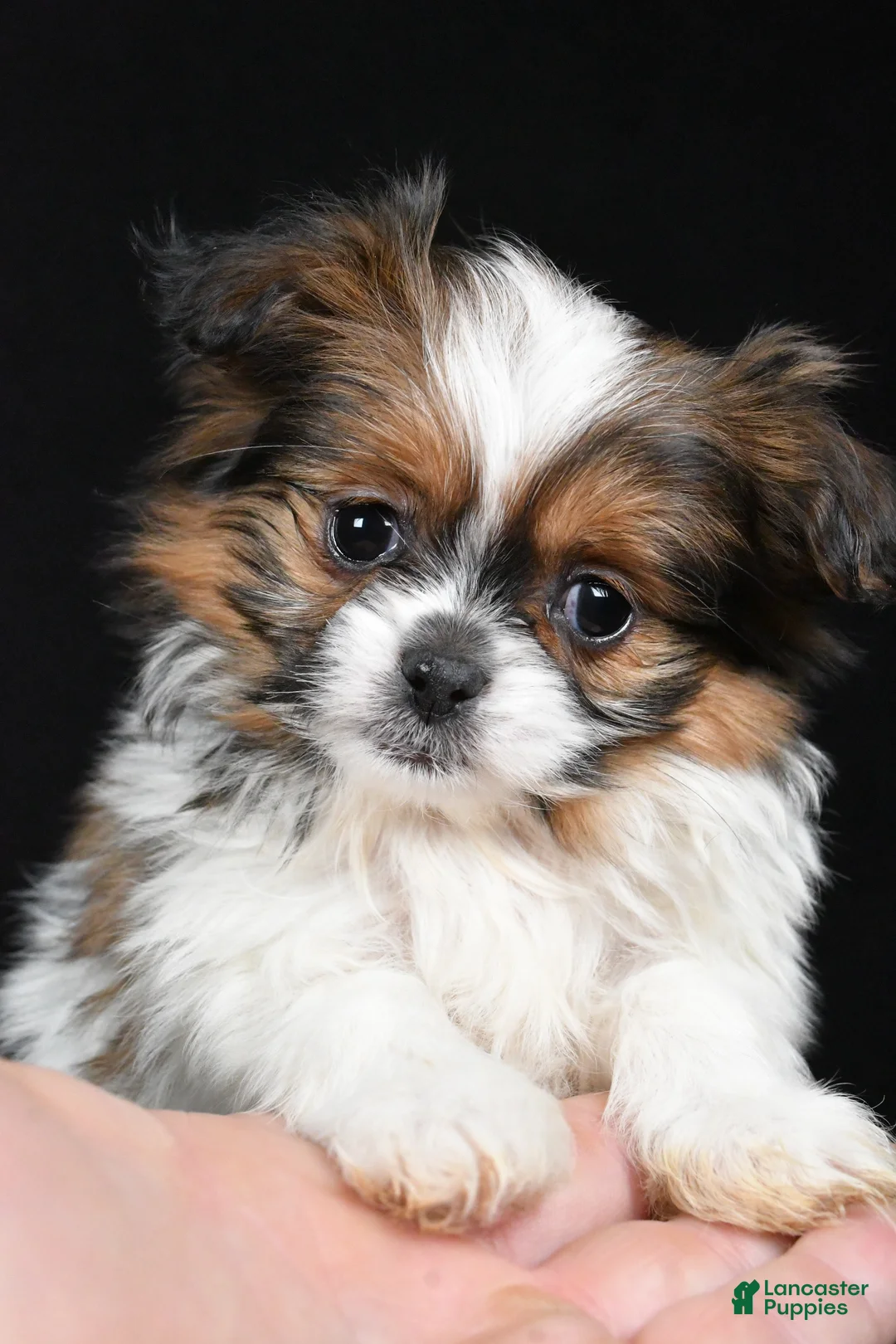 Mixed Breed dogs for sale: Anson - Ad 2