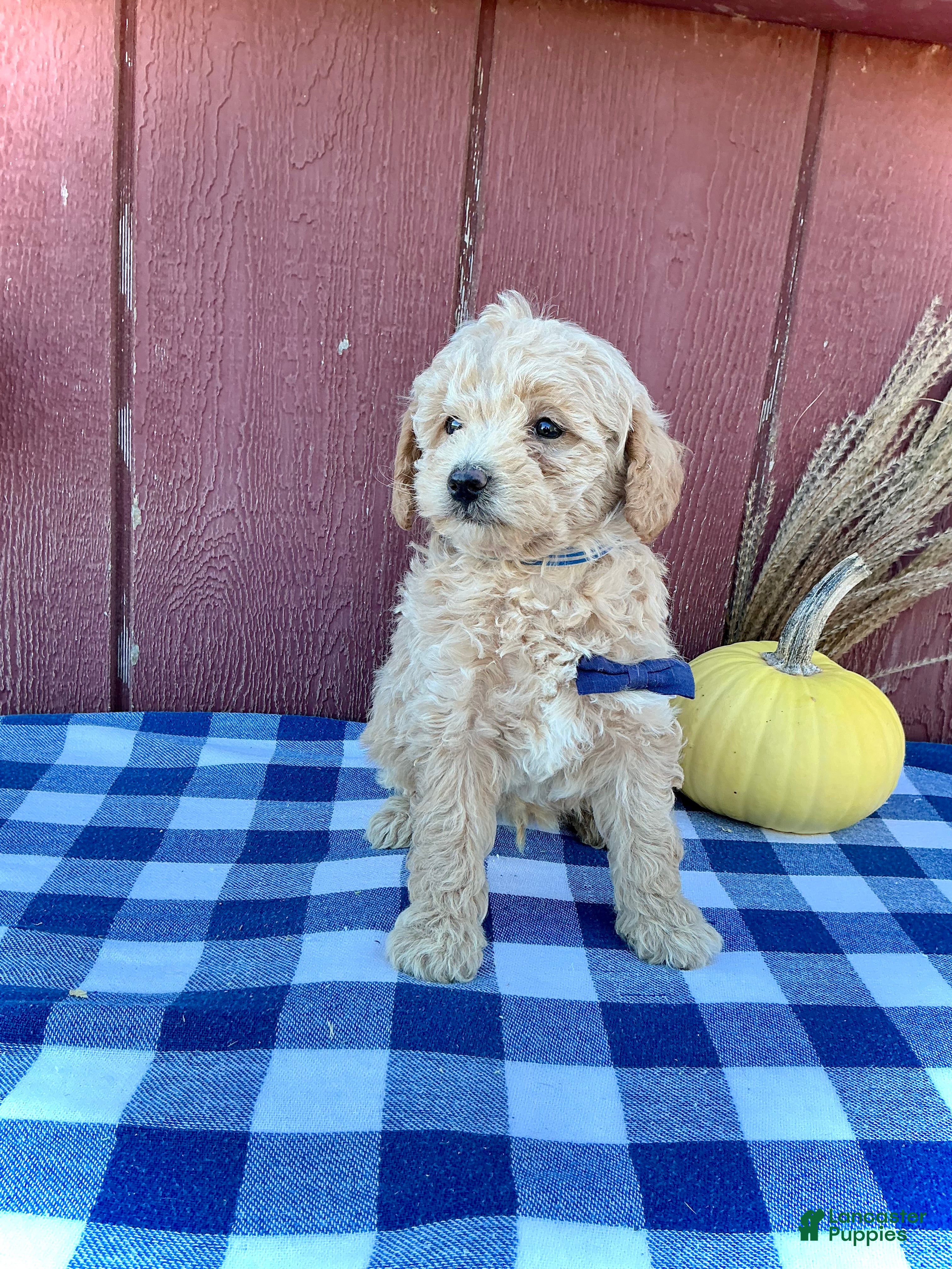 Mini Goldendoodle dogs for sale: Scout - Ad 1