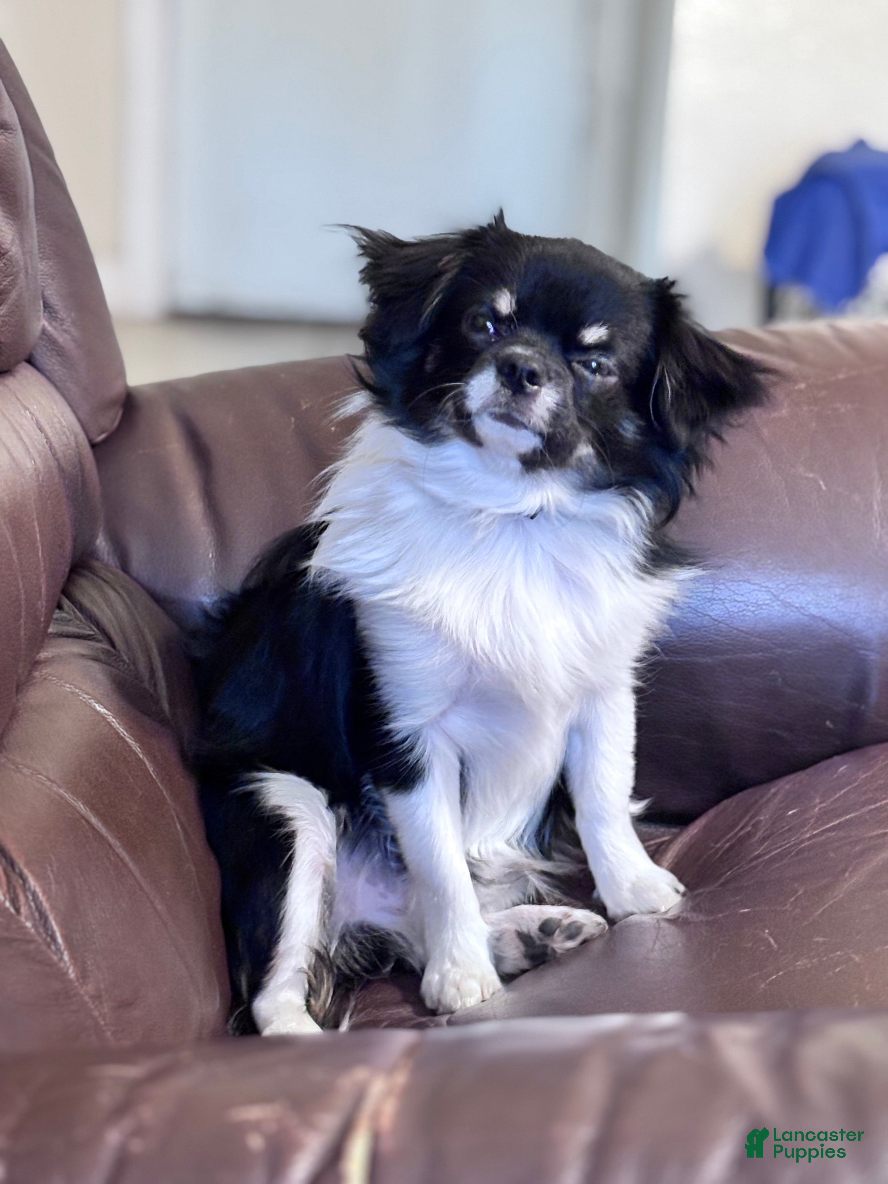 Chihuahua dogs CHINO BAMBINO, III - Ad 1