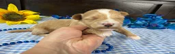 Havapoo dogs for sale: Havapoo 2 - Ad 1