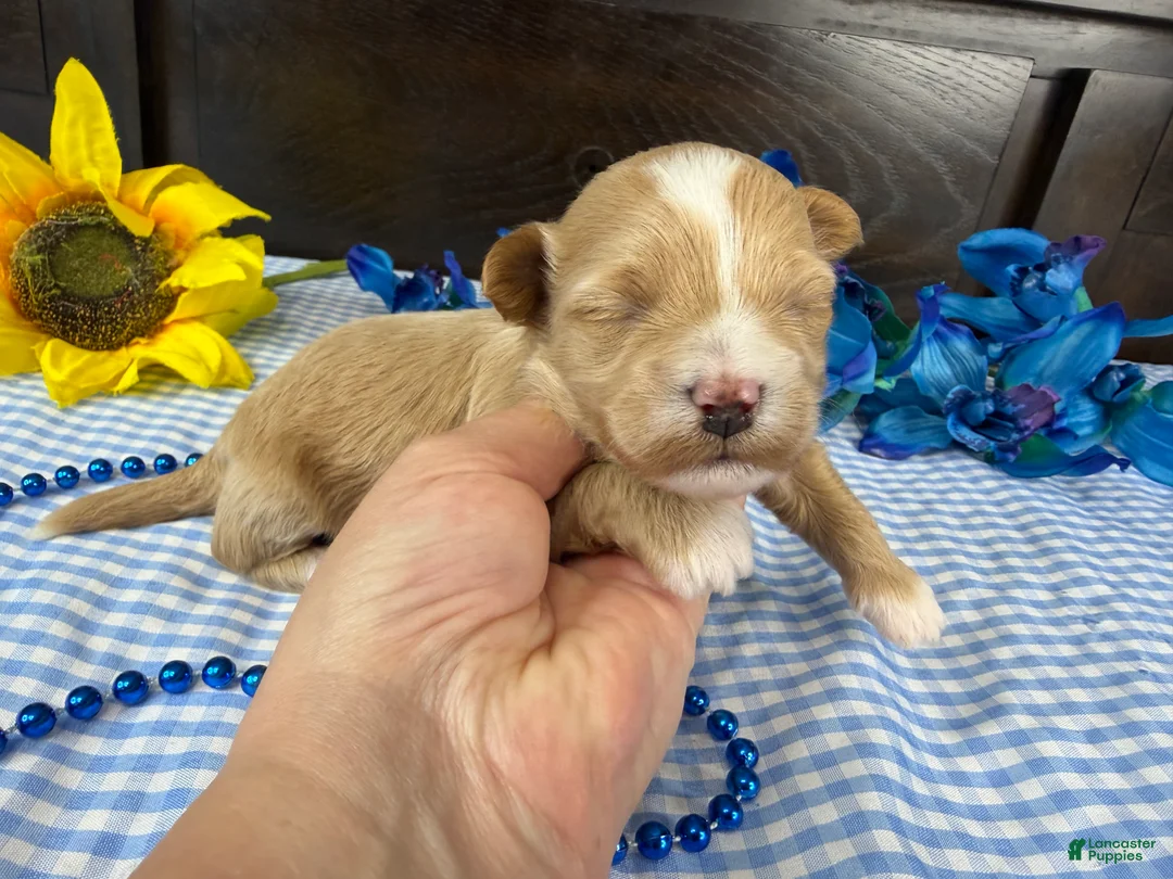 Havapoo dogs for sale: Havapoo 2 - Ad 1