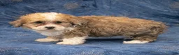 Havapoo dogs for sale: Denver - Ad 4