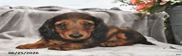 Miniature Dachshund dogs for sale: Archie - Ad 3