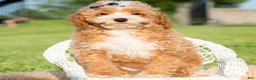 Toy Poodle dogs for sale: Pluto - Ad 5